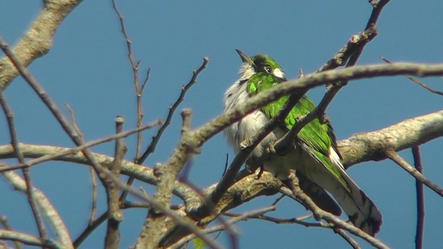 Klaas's Cuckoo - ML201148801