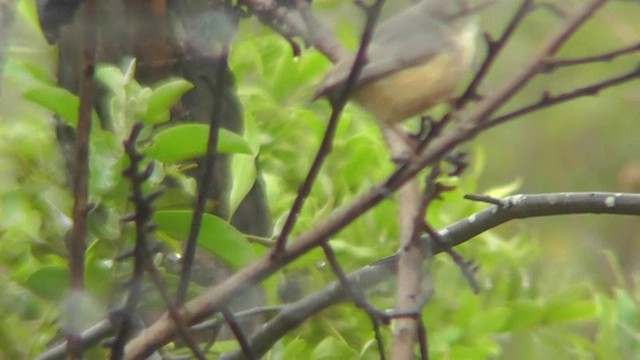 Long-billed Crombec - ML201148811
