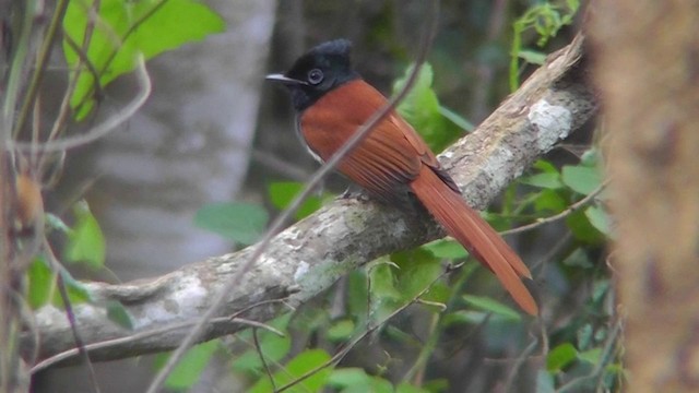 African Paradise-Flycatcher - ML201148911