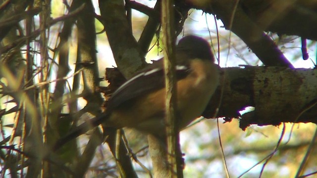 Southern Boubou - ML201148961