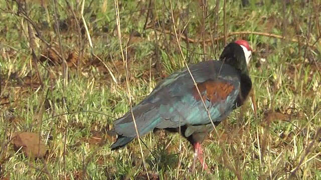 rødkroneibis - ML201148971