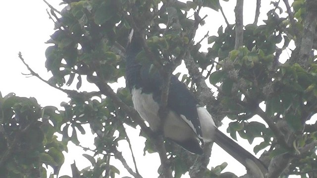 Trumpeter Hornbill - ML201148981