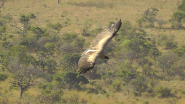 White-backed Vulture - ML201148991