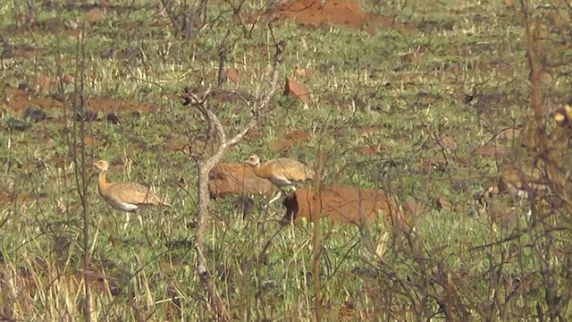 White-bellied Bustard - ML201149001