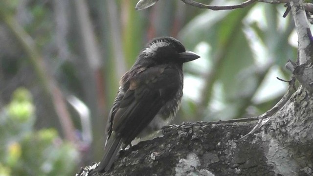 ミミジロゴシキドリ（leucotis／kilimensis） - ML201149011