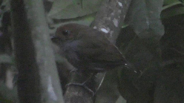 Common Scale-backed Antbird - ML201149061