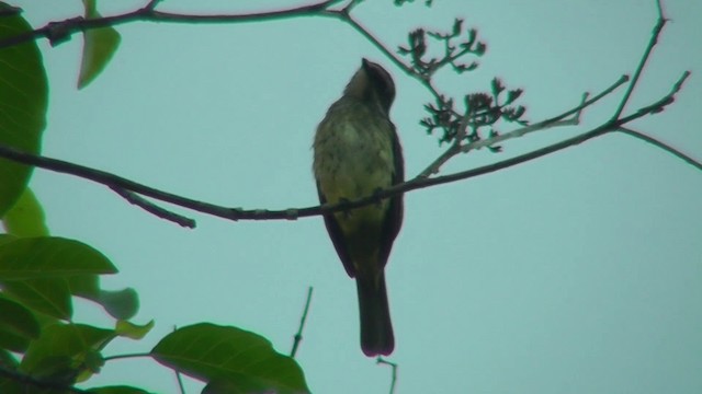 Piratic Flycatcher - ML201149081