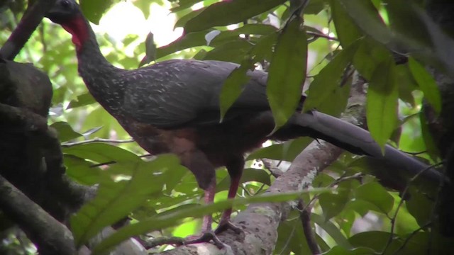 Spix's Guan - ML201149131