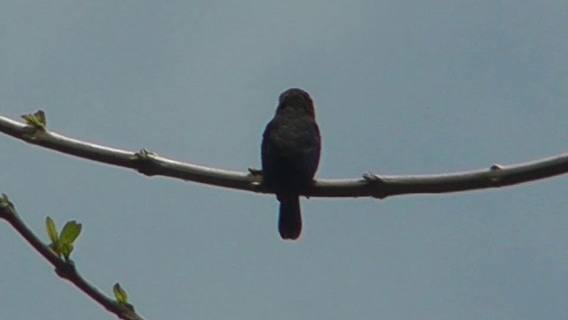 White-throated Jacamar - ML201149191