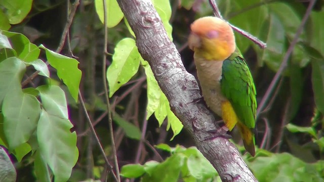 White-bellied Parrot (Black-legged) - ML201149201