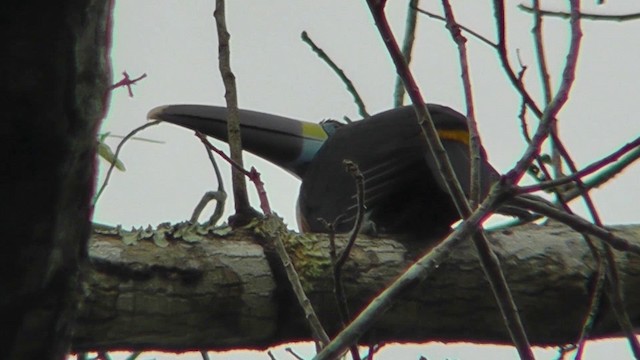 White-throated Toucan (Cuvier's) - ML201149211
