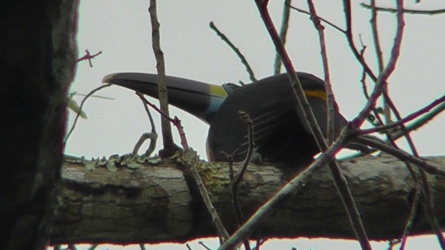 Toucan à bec rouge (cuvieri/inca) - ML201149211