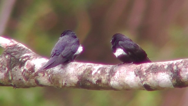 Golondrina Fajiblanca - ML201149221