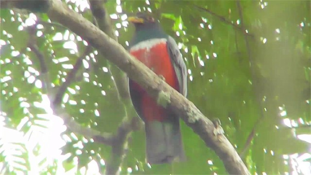 クビワオグロキヌバネドリ - ML201149251