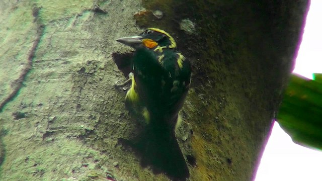 Yaldızlı Barbet - ML201149271