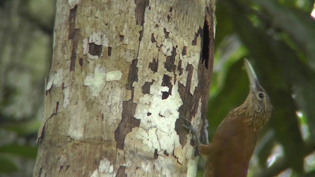 Buff-throated Woodcreeper (Lafresnaye's) - ML201149281