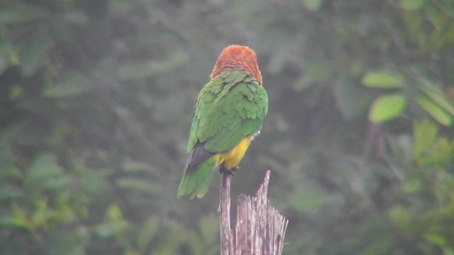 White-bellied Parrot (Black-legged) - ML201149301