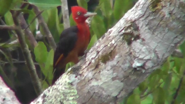 Red-necked Woodpecker - ML201149321