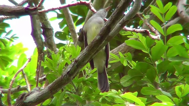 Swainson's Flycatcher - ML201149331