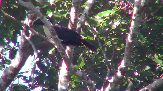 Channel-billed Toucan (Yellow-ridged) - ML201149381