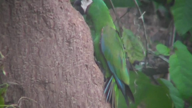 brunpanneara - ML201149431