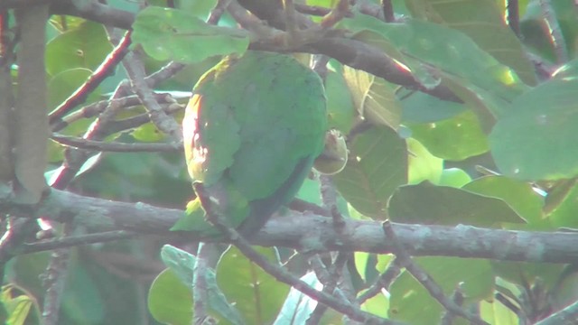 White-bellied Parrot (Black-legged) - ML201149451