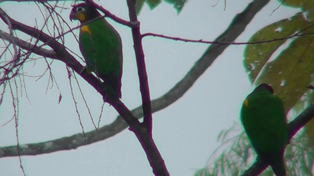 Orange-cheeked Parrot - ML201149461