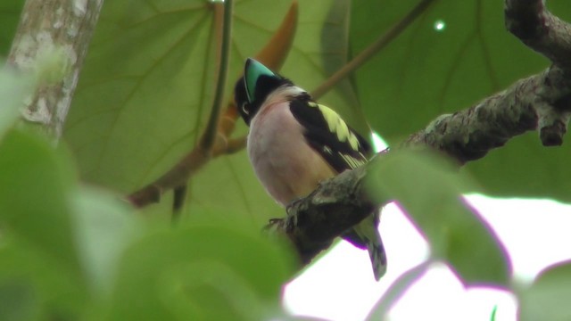 Black-and-yellow Broadbill - ML201149601