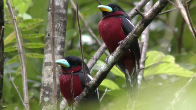 Black-and-red Broadbill (Black-and-red) - ML201149611