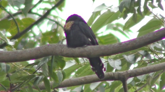 Dusky Broadbill - ML201149621