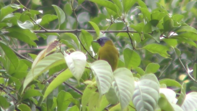 Bulbul cap-nègre - ML201149721