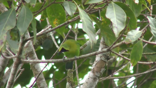 Blauflügel-Blattvogel - ML201149741