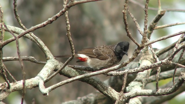 Bulbul à ventre rouge - ML201149761