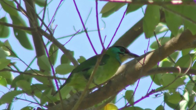 barbet vietnamský - ML201149801