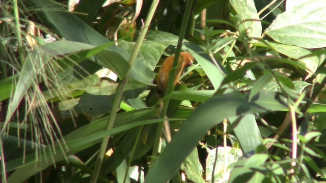 White-browed Piculet - ML201149951