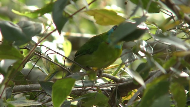 barbet vietnamský - ML201149991