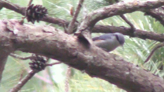 Chestnut-vented Nuthatch - ML201150011