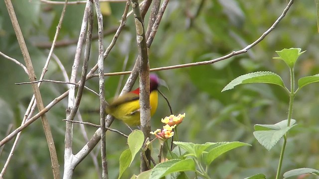 Suimanga de Gould (annamensis) - ML201150041