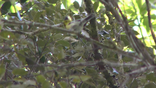 Yellow-cheeked Tit - ML201150051