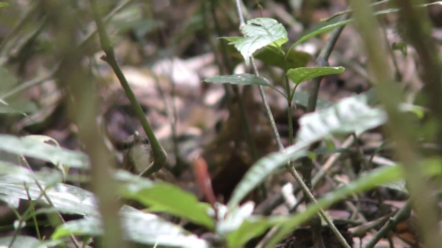 Short-tailed Scimitar-Babbler - ML201150111