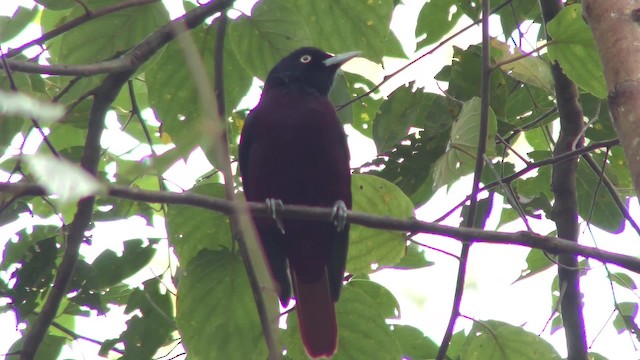 Maroon Oriole - ML201150171