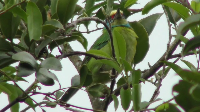 Indochinese Barbet - ML201150231