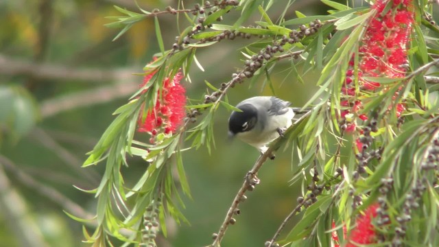 Black-headed Sibia (Lang Bian) - ML201150281