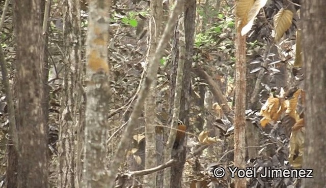 Common Flameback - ML201150701