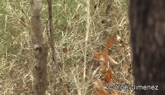 Prinia des montagnes - ML201150711