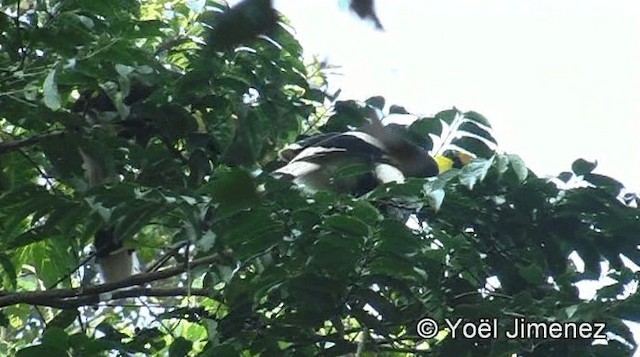 Great Hornbill - ML201150761