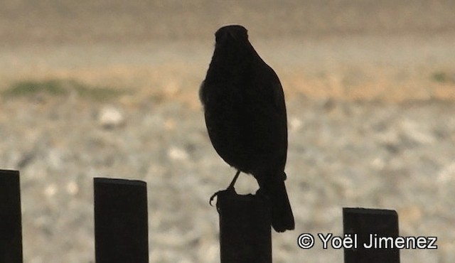 Blue Rock-Thrush - ML201150771