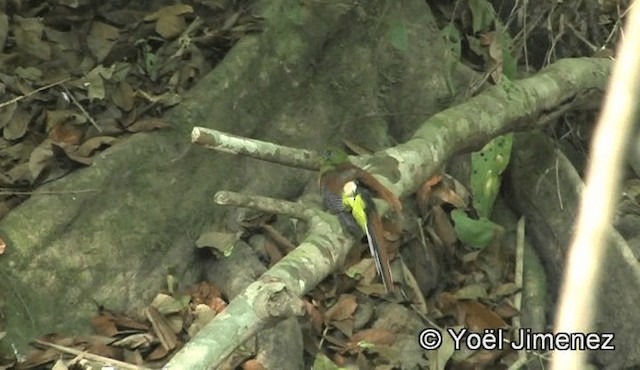 Trogon à poitrine jaune - ML201150801