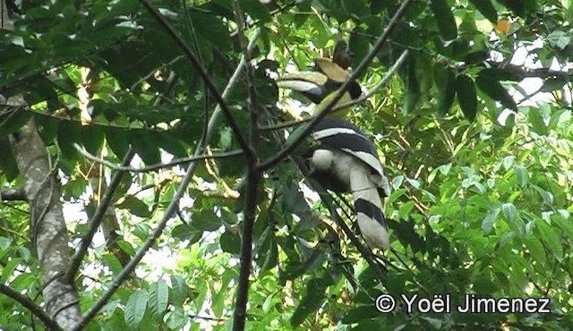 Great Hornbill - ML201150811