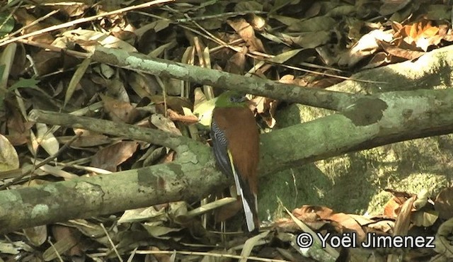 Trogon à poitrine jaune - ML201150851